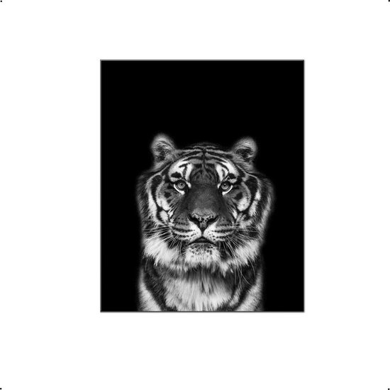 Affiche Safari T te de Tigre noir blanc 40x30cm A3