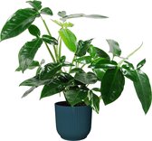Syngonium podophyllum ‘Trileaf Wonder’ in ELHO ® Vibes Fold Rond (diepblauw) ↨ 50cm - hoge kwaliteit planten