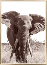 Poster Met Metaal Gouden Lijst - Afrikaanse Bush Olifant Poster