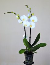 Orchidee van Botanicly – Vlinder orchidee – Hoogte: 50 cm, 2 takken – Phalaenopsis