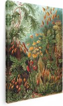 Artaza Canvas Schilderij Muscinae - Planten - Ernst Haeckel - 90x120 - Groot - Kunst - Wanddecoratie Woonkamer