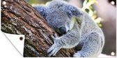 Schuttingposter Koala - Boom - Slapen - Kinderen - Jongens - Meiden - 200x100 cm - Tuindoek