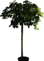 Bolesdoorn - Acer platanoides Globosum | Omtrek: 8-12 cm | Hoogte: 275 cm