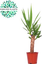 Kamerplant van Botanicly – Palmlelie – Hoogte: 50 cm – Yucca
