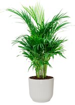 Areca Lutescens in Vibes wit | Goudpalm