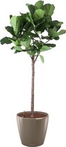 Ficus Lyrata op stam in watergevende Classico taupe | Vioolbladplant / Tabaksplant