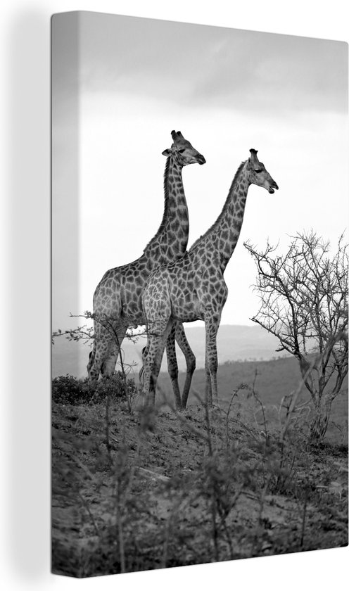 Canvas Schilderij Giraffes fotoafdruk - zwart wit - 40x60 cm - Wanddecoratie