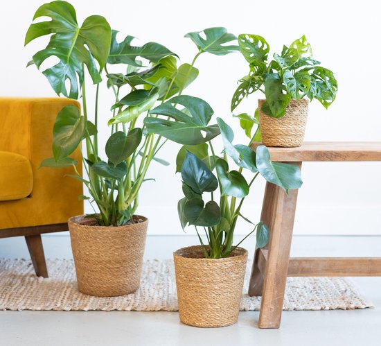 Monstera plantenbox – 3 stuks
