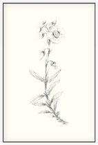 Zonneroosje zwart-wit Schets (Rock Rose) - Foto op Akoestisch paneel - 60 x 90 cm