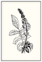 Agrimonie zwart-wit (Agrimony) - Foto op Akoestisch paneel - 60 x 90 cm