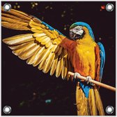 Tuinposter –Blauwe / Gele Ara op Takje-50x50  Foto op Tuinposter (wanddecoratie voor buiten en binnen)