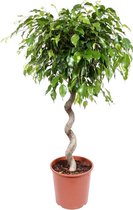 Ficus Exotica 130 cm