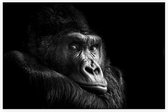 Gorilla op zwarte achtergrond - Foto op Akoestisch paneel - 150 x 100 cm
