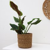 Philodendron Subhastatum - 40cm