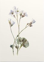 Steenbreek (Saxifrage) - Foto op Posterpapier - 29.7 x 42 cm (A3)