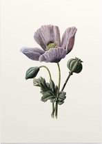Slaapbol (Poppy White) - Foto op Posterpapier - 42 x 59.4 cm (A2)