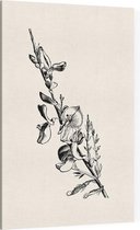 Genisteae zwart-wit (Broom) - Foto op Canvas - 100 x 150 cm