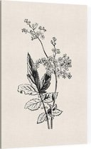 Matthiola Incana zwart-wit (Hoary Shrubby Stock) - Foto op Canvas - 60 x 90 cm