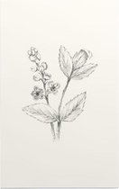 Actaea zwart-wit Schets (Baneberry) - Foto op Forex - 40 x 60 cm