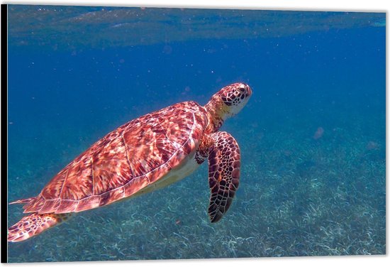 Dibond –Grote Schildpad in Blauwe Zee– 40x30 Foto op Aluminium (Met Ophang)