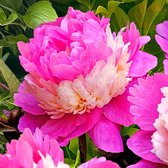 Paeonia ‘Sorbet’ - Pioenroos lichtroze - Kale wortels -