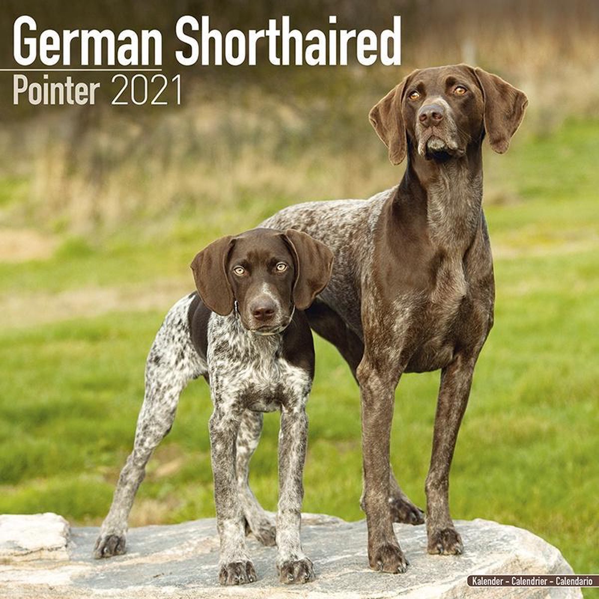Duitse Staande Korthaar Kalender 2021 | bol.com