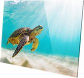 Zee schildpad | 90 x 60 CM | Wanddecoratie | Dieren op plexiglas | Schilderij | Plexiglas | Schilderij op plexiglas