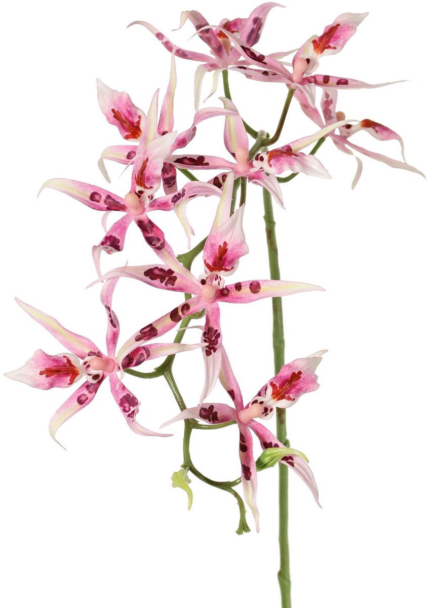 Driesprong collection - Spiderorchidee brassia roze met 9 bloemen...