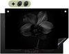 Noir, Orchidée