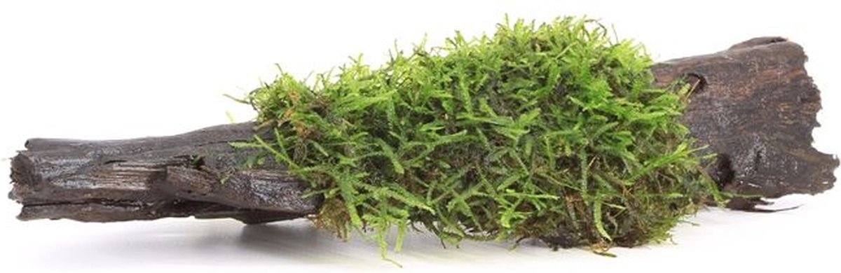 Moerings Driftwood met vesicularia dubyana (java mos) | Small Waterplant