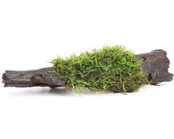 Moerings Driftwood met vesicularia dubyana (java mos) | Small Waterplant