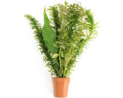 Moerings Viskombosje | In Terracotta Pot