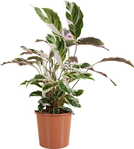 Bloomique - Calathea White Fusion - Pauwenplant - Kamerplanten - Luchtzuiverend - Gemakkelijk in onderhoud - Hoogte 60-80 cm - Pot 17 cm