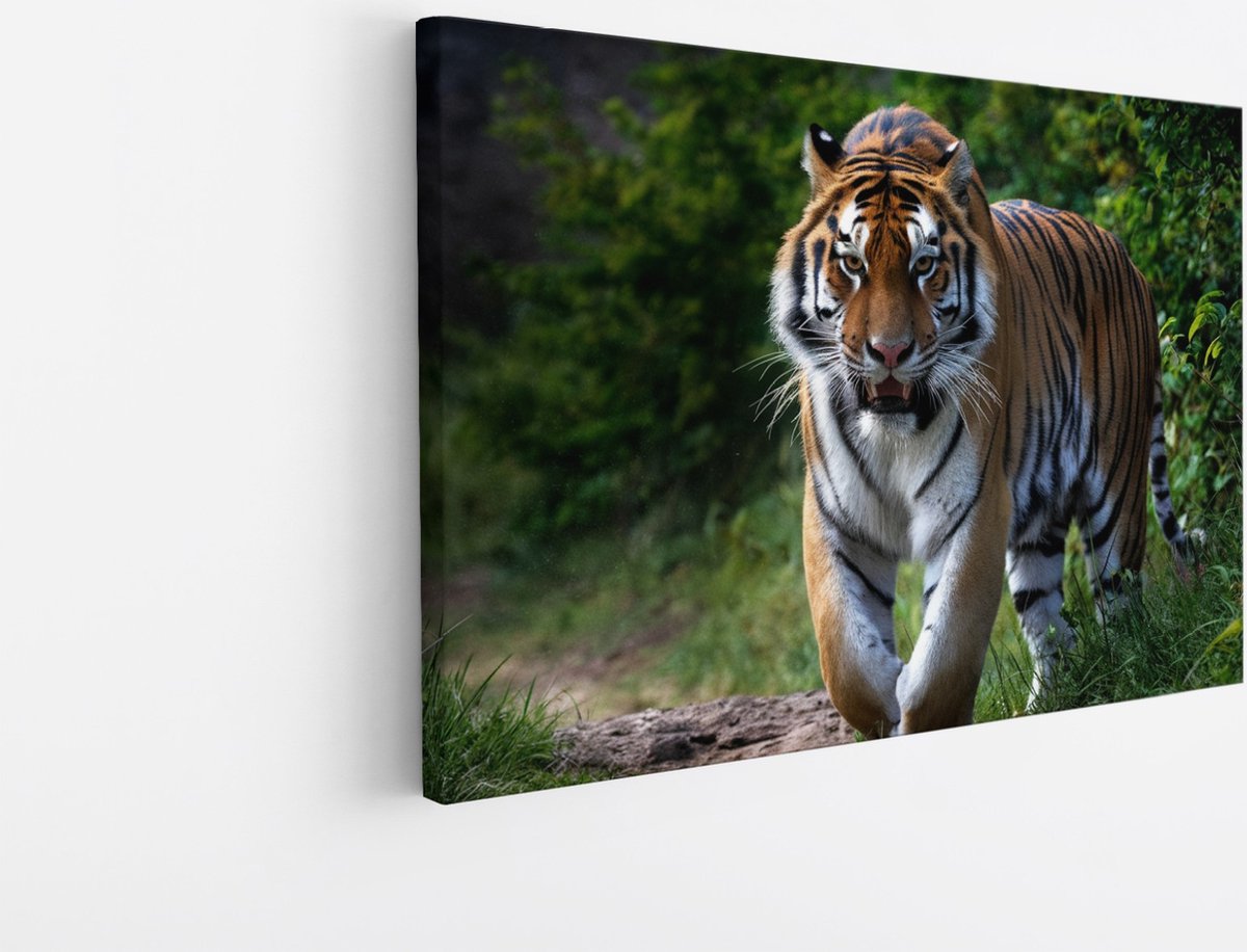 Saammp Canvas Schilderij - Tijger op bospad - Natuur - Dieren - 40x30 - Foto op canvas - Wanddecoratie - muurdecoratie Woonkamer - Slaapkamer decoratie - Canvas Print Multicolor
