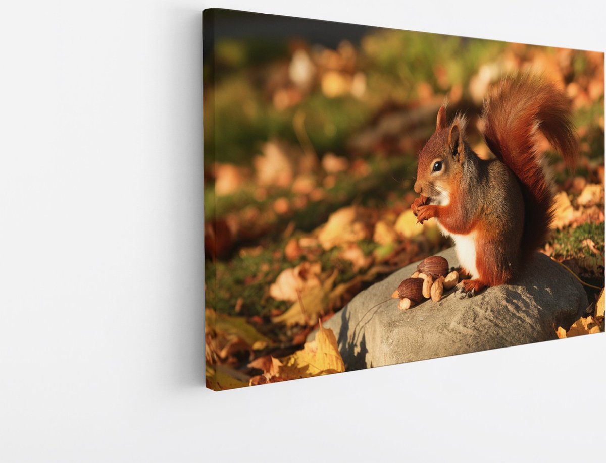 Saammp Canvas Schilderij - Eekhoorn - Natuur - Dieren - 90x60 - Foto op canvas - Wanddecoratie - Muurdecoratie Woonkamer - Slaapkamer decoratie - Canvas Print Multicolor