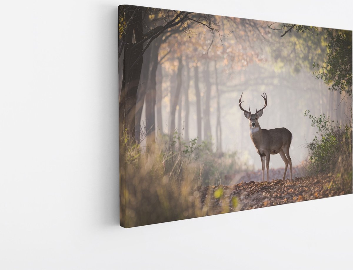 Saammp Canvas Schilderij - Hert in het bos - Natuur - Dieren - 90x60 - Foto op canvas - Wanddecoratie - Muurdecoratie Woonkamer - Slaapkamer decoratie - Canvas Print Multicolor