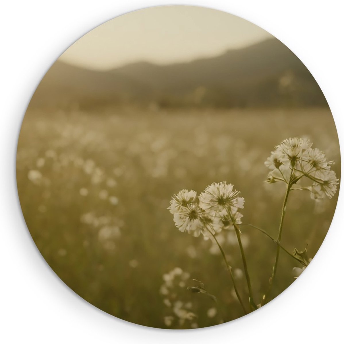 Saammp Muurcirkel Hout - Landschap - Wit - Bloemenveld met zonsondergang - Natuur - Ø 90 - Wandcirkel - Wanddecoratie Cirkel - Muurdecoratie Woonkamer - Slaapkamer decoratie - Rond Schilderij
