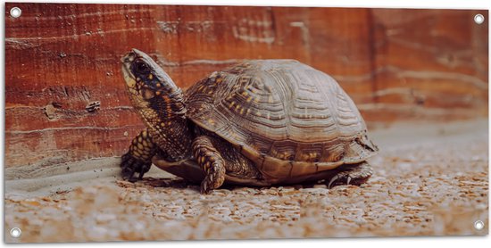 Tuinposter – Kleine Schildpad lopend over Pad van Kleine Stenen - 100x50 cm Foto op Tuinposter (wanddecoratie voor buiten en binnen)