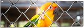 Tuinposter – Felgekleurde Zonparkiet Vogel achter Geruit Hek - 120x40 cm Foto op Tuinposter (wanddecoratie voor buiten en binnen)