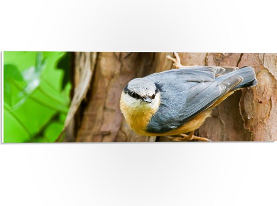 PVC Schuimplaat- Grijze Boomklever Vogel op Boomstam naast Groen Blad - 60x20 cm Foto op PVC Schuimplaat