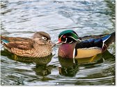 Tuinposter - Tuindoek - Tuinposters buiten - Eend - Vogels - Water - Veren - Dieren - 120x90 cm - Tuin