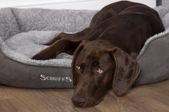 Bruine hond ligt in een grijze Scruffs hondenmand met zachte voering.