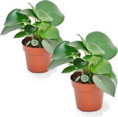 PLANT IN A BOX Peperomia Raindrop - Set de 2 plantes d'intérieur - pot ⌀12 cm - Hauteur ↕ 15-25 CM