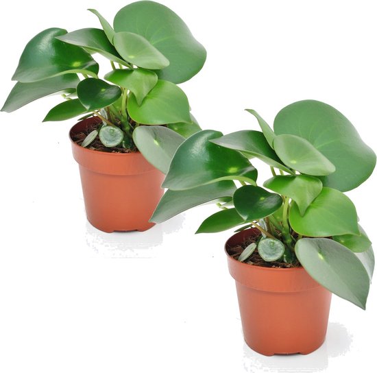 Plant in a Box - Peperomia Raindrop - Set van 2 - Pot 12cm - Hoogte 20-30cm - Peperomia Polybotrya - Kamerplanten