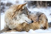 Dibond - Omkijkende Bruine Wolf liggend in Besneeuwd Bos - 90x60 cm Foto op Aluminium (Wanddecoratie van metaal)