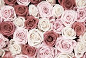 Fotobehang Roses Flowers Pink White Red | XXL - 312cm x 219cm | 130g/m2 Vlies