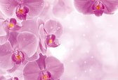 Fotobehang Flowers Orchids | XXXL - 416cm x 254cm | 130g/m2 Vlies