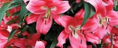 Fotobehang Lilys | PANORAMIC - 250cm x 104cm | 130g/m2 Vlies