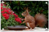 Tuinposter – Eekhoorn op Tafel bij Schaaltje en Rode Bloemen - 60x40 cm Foto op Tuinposter (wanddecoratie voor buiten en binnen)