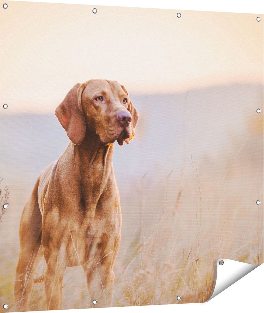 Gards Tuinposter Hongaarse Vizsla Hond in het Gras - 110x110 cm - Tuindoek - Tuindecoratie - Wanddecoratie buiten - Tuinschilderij Multikleur